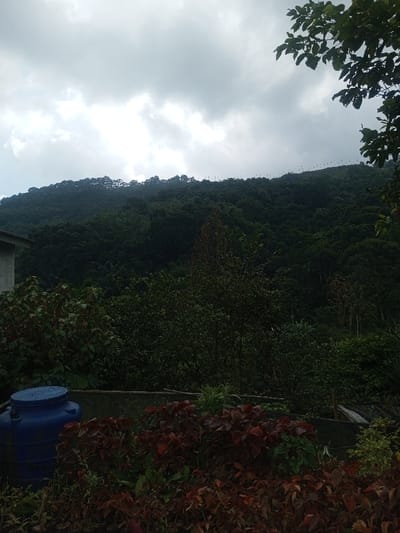 This image, captured in Cibodas, Indonesia, presents a detailed view of a lush, forested mountain landscape under an overcast sky. In the foreground, positioned on the left, is a large, blue plastic barrel with a dark lid. Immediately in front of and surrounding the barrel, extending across the lower portion of the frame, is dense vegetation comprising various plants; many display reddish-brown foliage, while others are green. A low, dark, horizontal structure, possibly a fence or wall, runs behind these foreground plants. The midground is dominated by a thick canopy of dark green trees and shrubs, forming a dense forest that slopes upwards. A segment of a light-colored building's corner and roofline is visible on the far left, partially obscured by the foliage. In the upper right corner, a dark tree branch with green leaves slightly overlaps the sky. The background features a prominent, forested mountain or hill, completely covered in dark green trees. Along the ridgeline of this hill, a series of thin, dark, vertical poles or markers are evenly spaced. The sky above is cloudy, characterized by grey and white cloud formations. No individuals or apparent interactions are present in the scene.