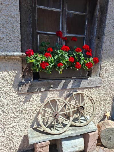 This media file shows a rustic window with red geraniums in Klettgau, Germany. The window is made of dark, weathered wood with multiple panes, some of which appear dirty or scratched. The geraniums are vibrant red and spill out from a planter, creating a splash of color against the aged wood and the textured light-colored wall.
To the right of the window, two wooden wagon wheels are mounted on the wall. They are old and appear to be made of light-colored wood with rusty metal hubs. The wheels cast distinct shadows on the wall, indicating that the sun is shining brightly. The wall itself has a rough, stucco-like texture.
Above and to the right of the wagon wheels, there are several stacked pieces of weathered wood and a large, rough-hewn stone block. A thin metal rod with a small wooden star at the end is propped against the stacked wood, also casting a shadow.
The overall scene evokes a sense of rural charm and a connection to a bygone era. The bright sunlight and clear shadows suggest that it is daytime, likely mid-morning or afternoon, with fair weather. There are no people or explicit events depicted, but the arrangement of objects suggests a decorative display on the exterior of a building. No visible text is present in the image.