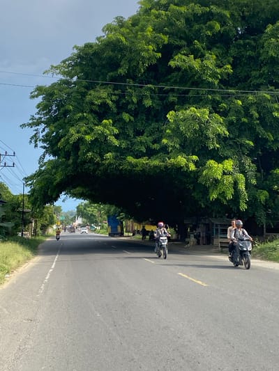 The image captures a view of a road in Gampongrayadagang, Indonesia, dominated by a large, leafy tree arching over the asphalt. The sky is a pale blue with some scattered clouds. On the road, several motorcycles are visible. Two motorcycles are in the foreground: one is ridden by a person wearing a helmet and a patterned shirt, and another is carrying two people, both wearing helmets. Further down the road, other vehicles, including a white car and a blue truck, are present. The road has a yellow line marking its center. On the sides of the road, there are grassy verges, utility poles with wires, and some small buildings or stalls. The overall scene depicts a typical day on a road lined with lush vegetation.