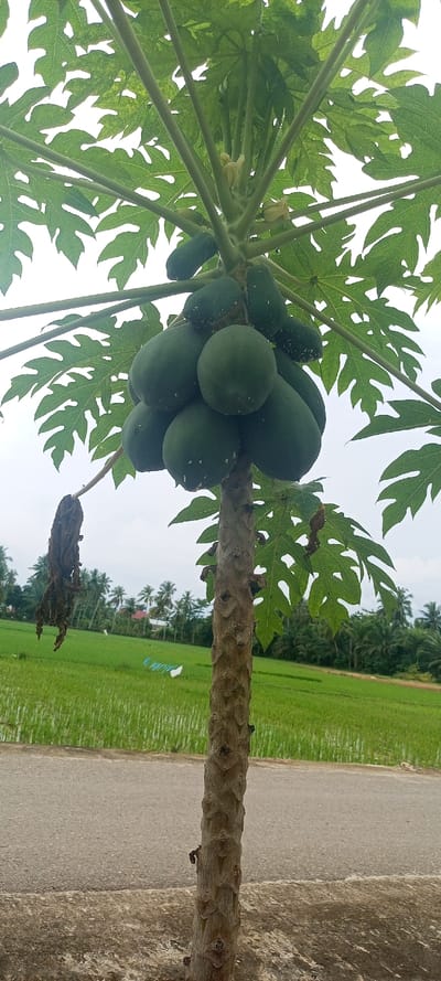 A mature papaya tree (Carica papaya) stands prominently in the foreground, laden with numerous unripe, dark green papayas clustered around its upper trunk. Some papayas exhibit white speckled residue. The tree's brown, textured trunk displays visible leaf scars, leading to a crown of large, palmate green leaves, some showing lighter green mottling. Several small, pale yellow flowers are visible amidst the upper leaves and fruit. A few withered, brown leaves hang from the trunk.

The tree is situated on a gray concrete surface that borders a gray asphalt road running horizontally across the mid-ground. Beyond the road to the right, a vast expanse of bright green rice paddies, partially submerged in water, extends into the background. In the distance, a dense line of tall palm trees dominates the horizon, with a red-roofed building and other structures partially visible among them. White fabric or sheet-like objects are present within the rice field in the mid-distance. The sky above is overcast and bright, indicating diffused daylight. No people or animals are present. The scene is located in Kumbang, Indonesia.