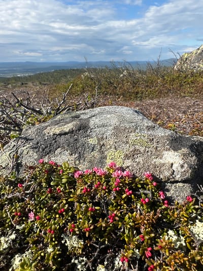 A landscape image shows a rock formation covered in moss and small flowering plants, with a distant view of the Kandalaksha urban locality in Murmansk Oblast, Russia, visible in the background. The rock, varying in color from gray to black, is partially covered with green moss and a cluster of small plants with red buds and pink blossoms. The background shows a field of low vegetation leading to a distant body of water and a sky filled with white clouds.