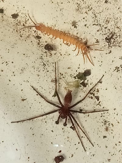 In Stavchyntsi, Ukraine, a centipede, approximately 2.5 cm long and orange in color, is positioned at the top of the frame. Below it, a brown spider, with a body length of about 1.5 cm and a leg span of approximately 5 cm, is visible. Both creatures are resting on a light-colored, speckled surface, which appears to be a wall or floor, with some small dark debris scattered around. The lighting suggests an indoor or shaded outdoor environment.