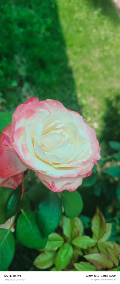 This is a close-up, portrait-oriented photograph of a pink and white rose in bloom, set against a blurred green background of foliage and grass. The rose is the central subject, with its petals layered and unfurling, displaying a gradient of color from deep pink at the edges to a creamy white at the center. Dewdrops are visible on some of the petals, suggesting recent rain or morning dew.

The background is softly out of focus, creating a bokeh effect that emphasizes the rose. The green tones of the leaves and grass vary in shade, with some areas appearing darker and more shadowed, and others lighter and sunlit, hinting at a natural outdoor setting.

At the bottom left of the image, overlaid text indicates "NOTE 40 Pro" and a date and time: "2026.06.25 12:06 PM". On the bottom right, further text reads "23mm f/1.7 1/235s ISO50" and "Nohijahoi tobei çumhurī". These details suggest the photograph was taken with a smartphone in Roghun, Tajikistan, around midday on June 25, 2026. The overall mood of the image is serene and appreciative of nature's beauty.