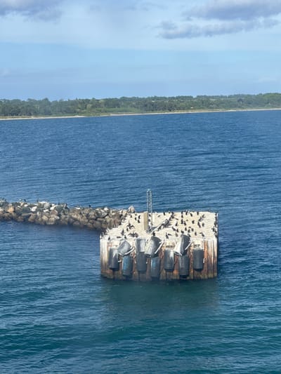 An aerial shot captures a harbor with a breakwater and a concrete pier, both populated by numerous cormorants. The breakwater, composed of rough stones, extends from the left side of the frame into the blue ocean. The pier, a flat concrete structure with protective fenders, is situated in the foreground and center of the image. A signal mast stands on the pier. A lush green treeline borders a rocky coastline in the background, under a sky with scattered clouds.