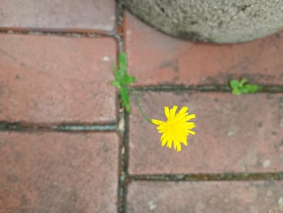 A single yellow dandelion blooms from a crack between red brick pavers. A large, grey, rough-textured stone is visible in the upper right corner of the frame, casting a shadow over some of the bricks. The overall scene appears to be an outdoor environment, possibly a garden path or courtyard. There are no people present in the image. The lighting suggests it is daytime. This image was taken in Konstanz, Germany.