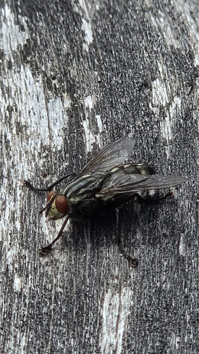 A close-up, high-angle shot shows a fly resting on a weathered, grey wooden surface. The fly is positioned horizontally across the frame, with its head facing the left. It has large, reddish-brown compound eyes, and its body is dark with thin, grey stripes. Its translucent wings are partially spread, revealing the veined texture. The wooden surface is characterized by rough, vertical grain and patches of lighter and darker wood, suggesting exposure to the elements. There are no people or other animals visible in the image. The scene appears to be outdoors, possibly in a rural or natural setting within the Уздзенскі сельскі Савет, Belarus.