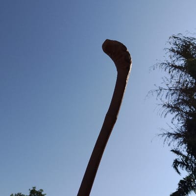 The scene depicts an outdoor environment in Estômbar e Parchal, Portugal, under a clear, bright blue sky. A dark brown, elongated object, resembling a stylized shepherd's crook or staff, extends diagonally upwards from the lower center towards the upper center of the frame. The object's top portion is curved and appears textured. In the upper right quadrant, dark green tree foliage, consistent with cypress or similar conifers, is silhouetted against the sky. A small section of green foliage from another tree is visible in the lower left corner. The lighting suggests a sunny daytime, with the primary object and trees appearing in shadow or silhouette. No individuals, specific actions, or interactions are present in the image.