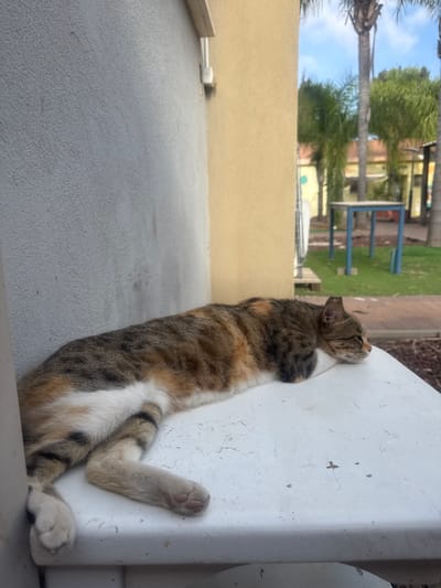 A calico cat is lying on a white table with its head resting on its paws. The cat is positioned on the right side of the image, facing right. The background shows a courtyard with palm trees, green grass, and a blue table. The image appears to be taken in Shaar HaNegev Regional Council, Israel, as suggested by the context.