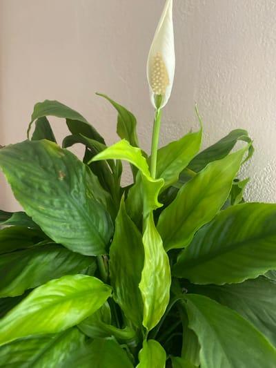 The image shows a close-up of a peace lily plant. The plant has large, dark green leaves and a single white flower. The flower is hooded and has a spadix in the center that is covered in tiny, cream-colored flowers. The peace lily is set against a plain, light-colored background that appears to be a wall. The lighting is soft, suggesting it could be natural light from a window. There is no text visible in the image. The overall impression is one of a healthy, well-maintained houseplant.