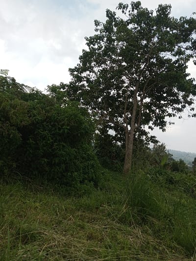 The image displays a natural outdoor scene in the vicinity of Vieng Phouka, Laos, under an overcast, light gray sky. The foreground consists of unkempt green and some dried grasses. To the left, a dense accumulation of green foliage, comprising shrubs and smaller trees, forms a solid wall of vegetation. A prominent, mature tree with a multi-branched, grayish-brown trunk and a full, dark green leafy canopy stands centrally to the right, extending towards the upper edge of the frame. In the distant background on the right, vegetated hills or mountains are discernible through a slight atmospheric haze. No individuals, animals, or man-made structures are visible.
