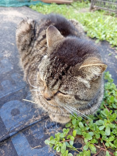 A tabby cat is resting on dark blue material, possibly a tarp or garden fabric, in an outdoor setting. The cat is facing downwards, with its eyes closed, and appears relaxed. Green vegetation is growing around the edges of the material. In the background, blurred green foliage and a wooden fence or structure are visible, suggesting a garden or backyard environment. The scene is illuminated by natural sunlight. There are no people or direct interactions captured. The location is identified as Sloviansk, Ukraine.