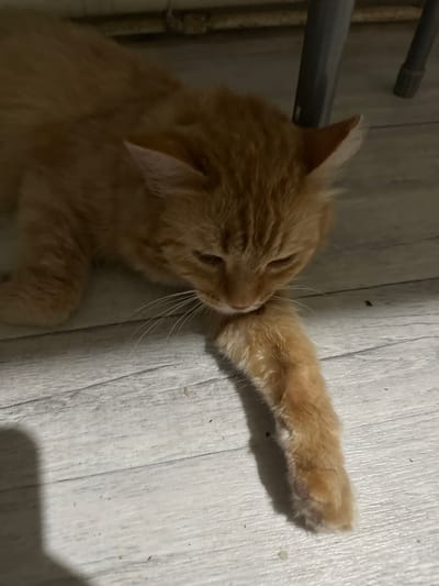 An orange tabby cat is lying on a light-colored wooden floor. The cat's head is lowered, with one paw extended and resting near its mouth. The cat's fur is fluffy, and its eyes are partially closed. The floor appears to be indoors, with shadows indicating the presence of furniture or other objects. The scene does not contain any elements that would allow for the identification of its location in Terensay, Russia, or any specific city.