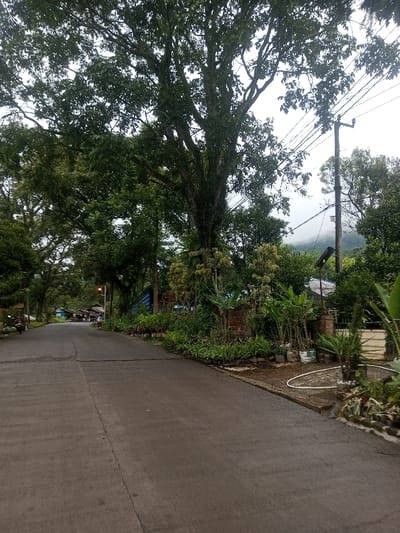 A street lined with lush greenery and tall trees creates a tranquil setting. A mountain is visible in the distance, partially obscured by mist. Utility poles and power lines run along the road. The paved road is wet, suggesting recent rain. The scene is captured on an overcast day, with a soft, diffused light. Plants and small gardens are nestled alongside the buildings, adding to the natural ambiance.