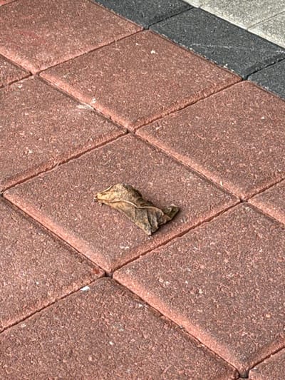 A dry, wilted leaf rests on a reddish-brown diamond-patterned brick surface. The bricks are textured with small, granular details. The leaf is crumpled and appears to be decaying. A row of grey bricks borders the reddish-brown brickwork on the upper left. The scene is well-lit, suggesting an outdoor setting.