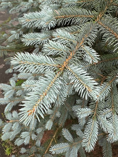 The image is a close-up, eye-level, outdoor, full-frame shot of a blue spruce tree's branches. The needles are a silvery-blue and appear dense. The branches are a light brown and extend horizontally and diagonally across the frame. The background consists of dark soil and some blurred green foliage. There are no people, animals, or discernible structures visible. The scene appears to be in a natural setting.