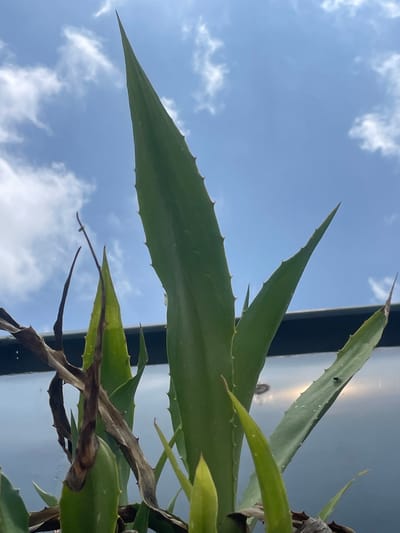 A close-up, low-angle shot shows the spiky green leaves of a plant against a bright blue sky with scattered white clouds. The leaves are long and pointed, with serrated edges. Some of the leaves are green and healthy, while others are dried and brown, suggesting some are older or have been damaged. A dark vertical line runs along the right side of the image, possibly a support structure or the edge of a building. The sunlight glinting off a surface behind the plant suggests it is daytime, likely late morning or early afternoon, given the brightness. The overall impression is of a plant thriving outdoors, possibly in a garden or on a balcony, with the sky providing a vast backdrop. There is no visible text in the image.