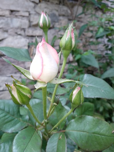 This media file is a close-up photograph of a rose bush with several buds and one partially opened rose. The main subject is a rose bud in the center foreground, which is predominantly white with delicate pink edges. Surrounding it are several other green rosebuds, some showing hints of white and pink. Lush green rose leaves and thorny stems are visible. In the background, a rustic stone wall made of rough-hewn rocks provides a textured backdrop, partially obscured by foliage. The overall scene suggests an outdoor setting, likely a garden or natural environment. The lighting appears to be natural daylight, possibly mid-morning or late afternoon, given the softness of the light. There are no people visible, and the focus is solely on the botanical elements and the natural setting. The presence of the stone wall and lush greenery hints at a rural or semi-rural location, consistent with the provided location context of Ijevan, Armenia. The image conveys a sense of natural beauty and growth.