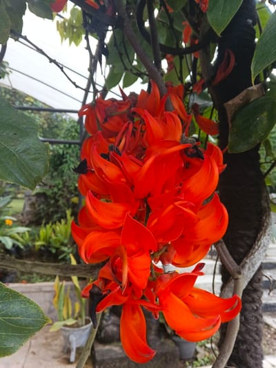 A vibrant cascade of orange jade vine flowers dominates the scene. These striking blossoms dangle from a thick, textured tree trunk, partially obscured by green foliage. A glimpse of a garden setting is visible in the background, hinting at a verdant environment with potted plants and other greenery. The sky is overcast.