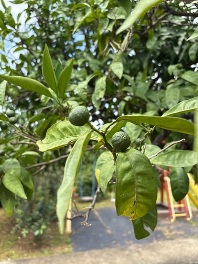A close-up shot focuses on two small, green, unripe fruits on a leafy citrus tree branch. The fruits are spherical and have a bumpy texture. Lush green leaves, some showing signs of yellowing and damage, surround the fruits. In the background, out of focus, is a playground with colorful equipment, including a yellow slide and red and yellow ladder structures. The ground appears to be a mix of asphalt and earth. The scene is set outdoors, likely in a residential or park area, with the implied location being Psyrdzkha, Abkhazia.