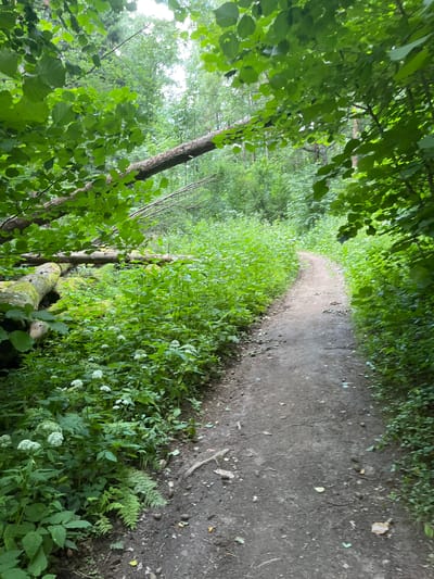 The image depicts a dirt path winding through a lush, green forest. The path is narrow and appears well-trodden, with loose soil and some scattered leaves and debris. On the left side of the path, a large fallen tree trunk, covered in moss, lies horizontally, partially obscured by dense undergrowth. The undergrowth consists of various green plants, including ferns and some flowering plants with small white blossoms. Overhead, the canopy of trees forms a partial ceiling, with dappled sunlight filtering through the leaves. The overall impression is one of a natural, somewhat wild, woodland environment. The location is identified as Petrovo-Dalneye, Russia. There are no people or animals visible in the image.