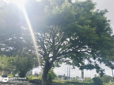 The image depicts a large tree in a roadside environment, possibly in Santan, Indonesia. A white building is visible in the background amidst lush vegetation. Power lines run adjacent to the road. A vehicle travels along the road. A bright light source is visible through the tree. The photo was taken with an OPPO Reno8 device on May 23, 2026, at 15:13.