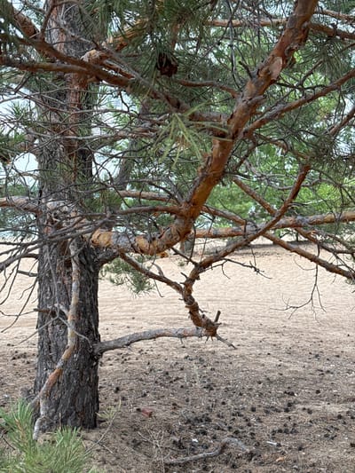 A close-up, eye-level shot focuses on the textured bark and branches of a pine tree in Ayyrtau, Kazakhstan. The tree trunk, dark and deeply grooved, is to the left of the frame. Its branches, some thick and others thin and twig-like, extend across the image. The bark exhibits a rough, weathered appearance with shades of gray and brown, and peeling sections revealing lighter wood underneath. Pine needles, a vibrant green, are visible on some branches, while others are bare. In the background, the ground is covered with dry pine needles and scattered pine cones. A sandy, light-brown expanse stretches into the distance, with a few sparse, dry plants visible. The sky is overcast and a pale blue, suggesting a cloudy day. No people are present in the scene.
