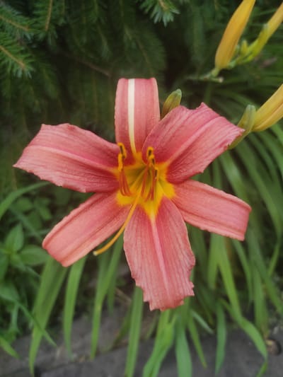 A close-up, eye-level shot focuses on a single, large, pink daylily with yellow and orange accents in its center. The flower's petals are open, revealing delicate veins and a prominent white stripe down the center of one petal. The background is a soft blur of green foliage, including pine needles and grass, with two yellow daylily buds visible to the upper right. The setting appears to be a garden or natural area, possibly in Yelizavetinskaya, Russia.
