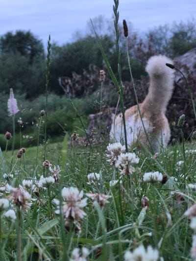 This is a photograph taken outdoors in a grassy area with scattered clover flowers and tall grass. In the background, there are trees and a cloudy sky. A light-colored fluffy object, possibly an animal's tail, is visible among the plants, partially obscured by the foliage. The overall lighting suggests it is early morning or late evening. The scene is located in the city of Sooblase, Estonia.