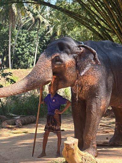 A large elephant with rough, dark skin dominates the frame, its trunk extended towards a person. The person is wearing a blue shirt and checkered shorts, holding a long stick. They appear to be interacting with the elephant. The scene is set outdoors, amidst trees and foliage. The ground is dirt and stone. The image is shot from a low angle, making the elephant appear larger.