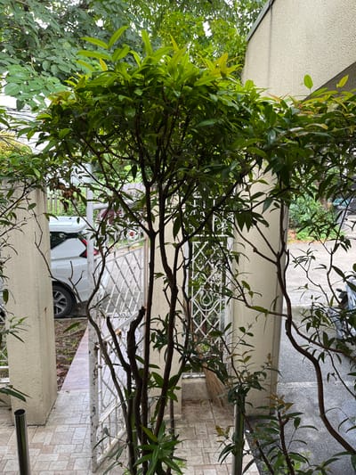 The image shows a leafy green plant in the foreground, with its branches obscuring a white metal gate. Behind the gate, a white SUV is parked on a paved area. The plant is situated in front of a light-colored building, possibly a house, with a textured wall. The ground is tiled. The scene appears to be an outdoor residential area in Quezon City, Philippines, indicated by the presence of a parked vehicle and typical residential architecture. The lighting suggests it might be daytime, possibly overcast. There are no people visible in the image, and no specific actions or interactions are depicted. The focus is on the vegetation and the immediate surroundings of what appears to be a driveway or entrance.