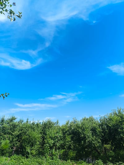 A wide shot depicts a bright, clear blue sky with wispy white clouds and a small crescent moon. In the foreground, a dense row of lush green trees and foliage stretches horizontally across the frame. In the upper left corner, a small cluster of green leaves and twigs is visible against the sky. The scene appears to be a natural outdoor setting, possibly a park or garden, with no people or specific structures apparent, located in Terekty, Kazakhstan.