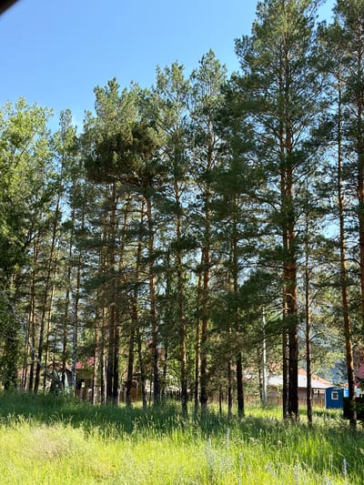 The image depicts a bright, sunny day with a clear blue sky. A dense forest of tall pine trees dominates the midground, their green needles contrasting with the golden-green tall grass in the foreground. Behind the trees, glimpses of buildings can be seen, suggesting a rural or semi-rural setting. Specifically, a red-roofed building with wooden siding and a small blue outbuilding with a single window are visible. A wooden fence runs behind the trees, separating the wooded area from the structures. The overall impression is one of a natural landscape with human habitation on the periphery, consistent with the location of Turbaza Katun', Russia, which is known for its natural beauty and recreational facilities. There are no people visible in the image, and no actions or interactions are taking place.