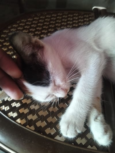 A cat lies asleep on a brown woven chair. A person's hand rests on the cat's head, near its ear. The cat is mostly white with patches of black and brown on its head. The scene is in Southkhali, Bangladesh.