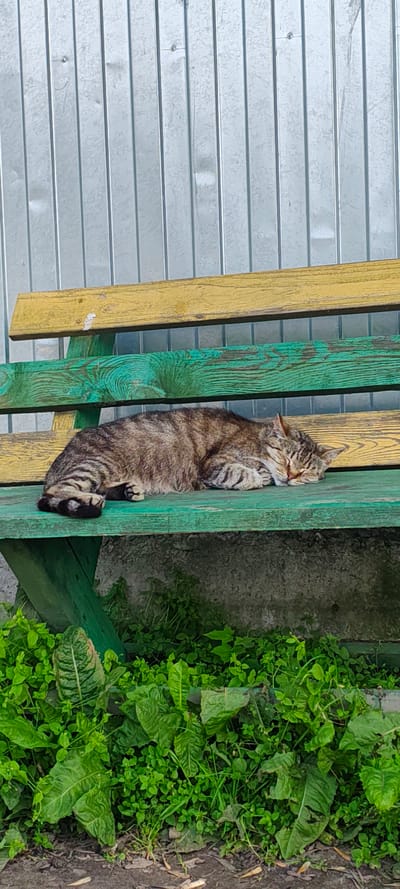 A tabby cat is sleeping on a green and yellow painted wooden bench. The bench is positioned in front of a corrugated metal fence. Lush green foliage is growing around the base of the bench. The scene appears to be outdoors, possibly in a public space.
