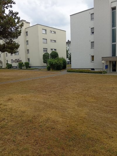 The image shows an exterior view of residential buildings and a dry, brown lawn in front of them. Two apartment buildings are visible, one in the foreground to the right and another in the background to the left. The building on the right is white with a textured facade, featuring a series of windows with blinds. The building on the left is a lighter shade of cream and appears to be taller, with a more complex architectural design including balconies and multiple windows.

In the foreground, a large expanse of grass is predominantly dry and brown, suggesting a period of drought or hot weather. A paved path winds through the lawn. Lush green trees and bushes are planted around the base of the buildings, providing a contrast to the dry grass. A lamppost with a globe-shaped light fixture stands near the entrance of the building on the right, accompanied by a blue mailbox. The sky is overcast with clouds, indicating a potentially dull or rainy day. The scene appears to be residential, possibly a housing complex. No people are visible in the image. The time of day is indeterminate due to the overcast sky, but the overall impression is one of a somewhat arid environment. There is no visible text in the image.