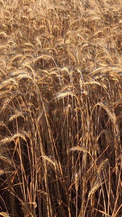 The image shows a close-up, vertical view of a wheat field in Berezanka, Ukraine. The wheat stalks are golden brown and appear to be ripe for harvest, with many of them angled and overlapping. Sunlight is filtering through the stalks, creating a warm, textured effect. There are no people or animals visible in the image. The focus is entirely on the dense growth of the wheat.