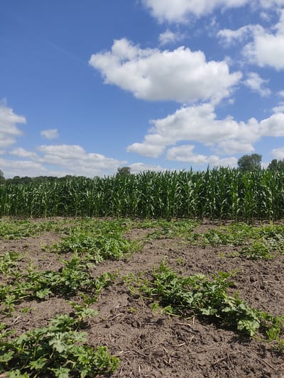 An outdoor, eye-level shot captures a vibrant field under a bright, blue sky dotted with fluffy white clouds. In the foreground, young green plants spread across dark, tilled soil. Behind them, a dense, tall wall of green corn stalks stretches across the mid-ground, with a line of trees visible in the distance. The scene is set in Bilukhivka, Ukraine.