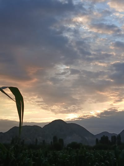 This is a wide shot of a landscape during what appears to be sunset or sunrise, taken in or near Паскы-Арык, Kyrgyzstan. The sky is filled with a mix of dark and light clouds, with streaks of orange and pink suggesting the low angle of the sun. The sun itself is partially obscured by clouds towards the right side of the frame, casting a warm glow. In the foreground, a dark silhouette of a field of crops, possibly corn, stretches across the bottom of the image. A large, dark green leaf or stalk is prominently in the left foreground, slightly out of focus, adding depth to the scene. Behind the crops, a range of dark, silhouetted mountains rises against the sky, with some trees visible in the midground. The overall atmosphere is serene and natural, depicting a rural or undeveloped area. There are no people or animals visible in the image.