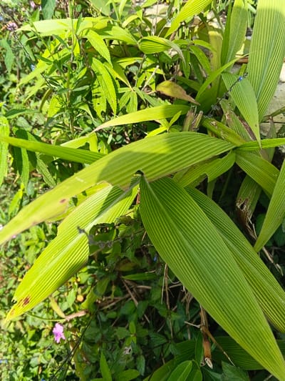 The scene depicts a dense patch of sunlit green foliage located in Wenshan City, China. Dominating the foreground and midground are multiple broad, light-green leaves characterized by prominent parallel venation, appearing deeply ribbed. Some of these larger leaves exhibit minor tears or brown discolored areas along their edges and surfaces. Interspersed among and beneath these are smaller, darker green plants with finer leaves, forming a dense undergrowth. A single small, light purple flower with five petals is visible in the lower-left quadrant. Near the center-right, a slender stem features several small, dark nodes and a minute blue-bodied insect or object. Dry, brown plant debris and stems are visible on the ground level. Direct sunlight illuminates the scene from an elevated source, creating distinct highlights on the leaves and casting shadows among the denser vegetation. No human presence is observed.