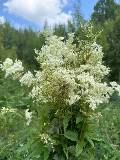 A close-up, vertical shot captures a bouquet of delicate white flowers, likely Filipendula ulmaria, against a soft-focus background of green foliage and trees. The flowers are clustered in frothy plumes atop slender green stems, some bearing small, unopened buds. The leaves of the flowering plant are broad and deeply veined, appearing in various shades of green. In the distance, a blurred forest canopy stretches across the horizon, with a sliver of bright blue sky and scattered white clouds visible above. The overall impression is one of natural beauty, likely a wild meadow or forest edge setting within or near Lipovaya I, Russia, given the context. There are no people or animals visible in the frame.