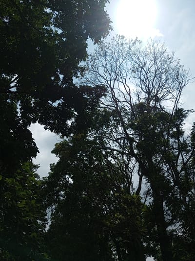 The image depicts an upward-angled view of a tree canopy against a bright sky in Viengthong, Laos. The upper right portion of the frame features a bright, diffused sun, creating a significant glare and illuminating the sky which transitions from brilliant white around the sun to a lighter blue with sparse cloud cover across the remainder of the visible sky. Multiple trees are present, appearing largely as dark silhouettes due to strong backlighting. The upper left and lower central areas are dominated by dense, dark green foliage. A prominent tree positioned towards the upper-mid right exhibits numerous bare, intricate dark branches with minimal discernible leaves, contrasting sharply with the surrounding foliage. No human subjects, animals, man-made objects, or specific actions/interactions are visible. The environment is natural and vegetative.