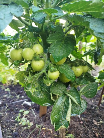 A close-up, eye-level shot focuses on a tomato plant laden with small, unripe green tomatoes, each dotted with water droplets. The tomatoes are clustered on several branches, surrounded by lush green leaves, some of which appear slightly curled or damaged. The plant is supported by a wooden stake. The background is blurred, showing dark soil with scattered leaves and some small green sprouts, suggesting an outdoor garden environment. The lighting suggests it is daytime, possibly after rain or watering, with soft light filtering through the leaves. The scene is devoid of people or any other animate subjects. The geographical context of Баравухскі сельскі Савет, Belarus, implies a rural or suburban setting where gardening is common.