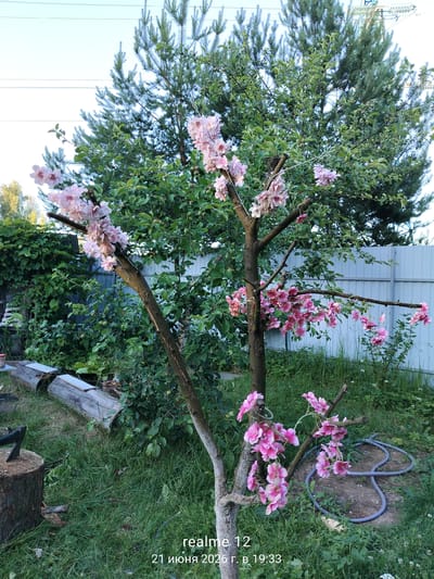 In the city of Космос-2 Снт, Russia, a small, ornamental tree with delicate pink blossoms is the central focus of this outdoor scene. The tree stands in a grassy yard, with a larger, mature pine tree and a dense green bush behind it. A grey metal fence runs along the background. In the foreground, a large log with an axe embedded in it rests on the grass. To the right, a grey garden hose is coiled on the ground. The overall impression is of a tranquil, domestic setting.