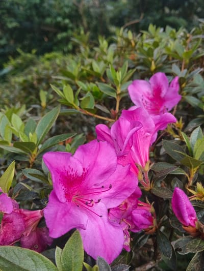 A close-up, vertical photograph captures several vibrant magenta-pink flowers, consistent with azaleas or rhododendrons, blooming amidst lush green foliage, located in the city of Tapaiteng Uesa, Bhutan. The foreground features a fully open flower on the lower left, displaying prominent dark stamens with lighter anthers and a central pistil, along with patterned darker pink markings within its throat. Other flowers are visible in various stages of bloom, from partially open blossoms to tightly closed buds, with petals showing slight variation in shade and texture. The leaves are ovate, dark green, and glossy, with visible veins, some displaying a reddish tint on their undersides or stems. The background consists of highly blurred, indistinct green vegetation, indicating an outdoor, natural environment. No individuals, animals, or man-made structures are present in the frame. The lighting appears natural and soft.