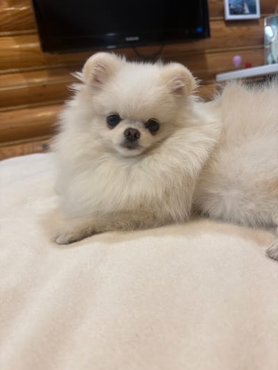 A fluffy, white Pomeranian dog is lying on a cream-colored, soft surface, likely a blanket or bed. The dog is facing forward, with its head slightly tilted. It has dark eyes and a small black nose. The background consists of wooden walls and a dark television screen. There are also some framed pictures and small decorative items visible on a shelf behind the dog. The scene appears to be indoors, in a domestic setting. There is no indication of the location being in the city of Вишняково, Russia, nor is there any information in the image to support this claim.