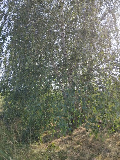 The media file is a photograph taken outdoors, likely during the daytime due to the bright sunlight filtering through the trees. The scene is dominated by a large tree with light-colored bark, possibly a birch, featuring a dense canopy of green leaves. Branches and twigs are visible throughout the foliage, creating a layered effect. To the right of the tree, there is a strip of dry, light-brown grass and vegetation, suggesting a natural or rural setting. The composition is a low-angle shot, looking upwards into the tree. The sky is bright and appears to be clear, indicating fair weather. The image has a slightly grainy quality, consistent with a photograph taken with a mobile device. There are no people or discernible objects other than the tree and surrounding vegetation. The image captures a serene moment in nature, with the sunlight creating dappled patterns on the leaves and ground. The location context of Antopil, Ukraine, suggests a possible agricultural or forested area. No text is visible in the image.