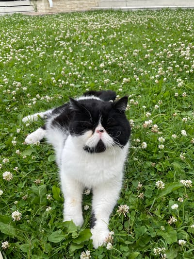 A black and white cat lies in a field of white clover flowers. The cat is facing the camera, with its eyes closed. It has a flat face and long white whiskers. The cat's body is mostly white, with black markings on its back and tail. The clover field is dense and green, with many small white flowers scattered throughout. In the background, a brick building and a white downspout are visible. The scene appears to be in a residential area.