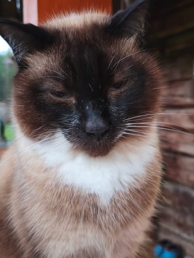 A close-up shot captures a Siamese cat's face. The cat has dark brown points on its ears, face, and paws, contrasting with a creamy white chest and body. Its eyes are partially closed, and its whiskers are fanned out. The background is blurred, showing elements of a wooden wall and some greenery. The image is taken outdoors, likely in a rural or suburban setting. The cat appears relaxed. The location is identified as Kutana, Russia.