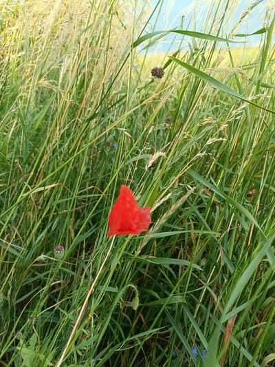 The image depicts a close-up view of a field of tall green grass and some dried stalks, with a single red poppy flower prominently in the foreground, slightly off-center to the left. The background is out of focus, showing hints of a bright sky and a yellow field. There are some small blue flowers and seed pods interspersed within the grass. The overall impression is of a natural, somewhat wild meadow. The image does not contain any people or specific landmarks to indicate a location within Gartz (Oder), Germany.