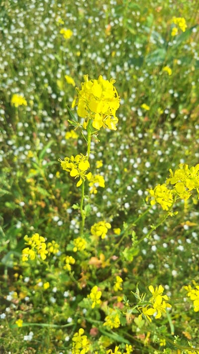 A close-up, vertical, eye-level shot captures a cluster of small yellow flowers in the foreground, with more yellow and white flowers and green foliage filling the background. The primary subject is a stalk of bright yellow flowers with delicate petals, extending upwards from the bottom of the frame. The flowers are clustered tightly, with some individual blossoms visible. The background is a soft blur of green leaves and numerous tiny white flowers, creating a dappled effect. The lighting appears natural, suggesting an outdoor setting. The image does not depict any people, animals, or man-made structures. The scene suggests a natural environment, possibly a meadow or garden, in Nogliki, Russia, given the context provided.